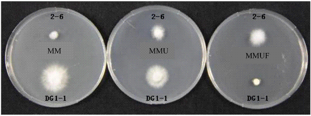 Method for protecting flammulina velutipes strain by utilizing uracil auxotroph