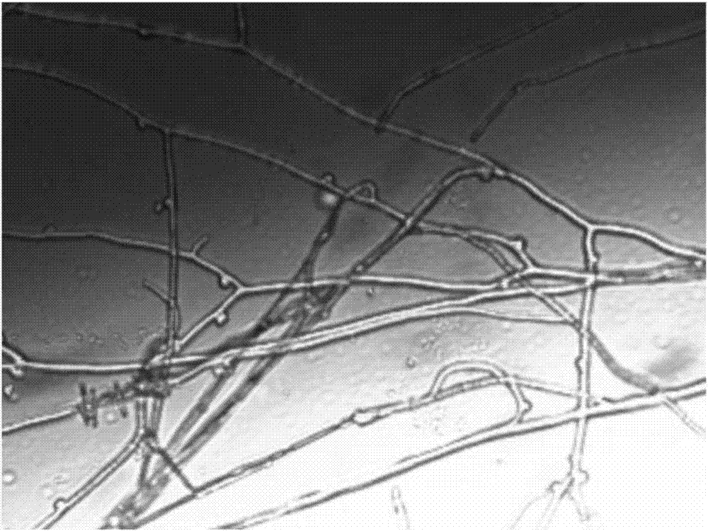 Method for protecting flammulina velutipes strain by utilizing uracil auxotroph