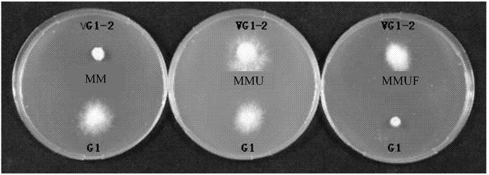 Method for protecting flammulina velutipes strain by utilizing uracil auxotroph