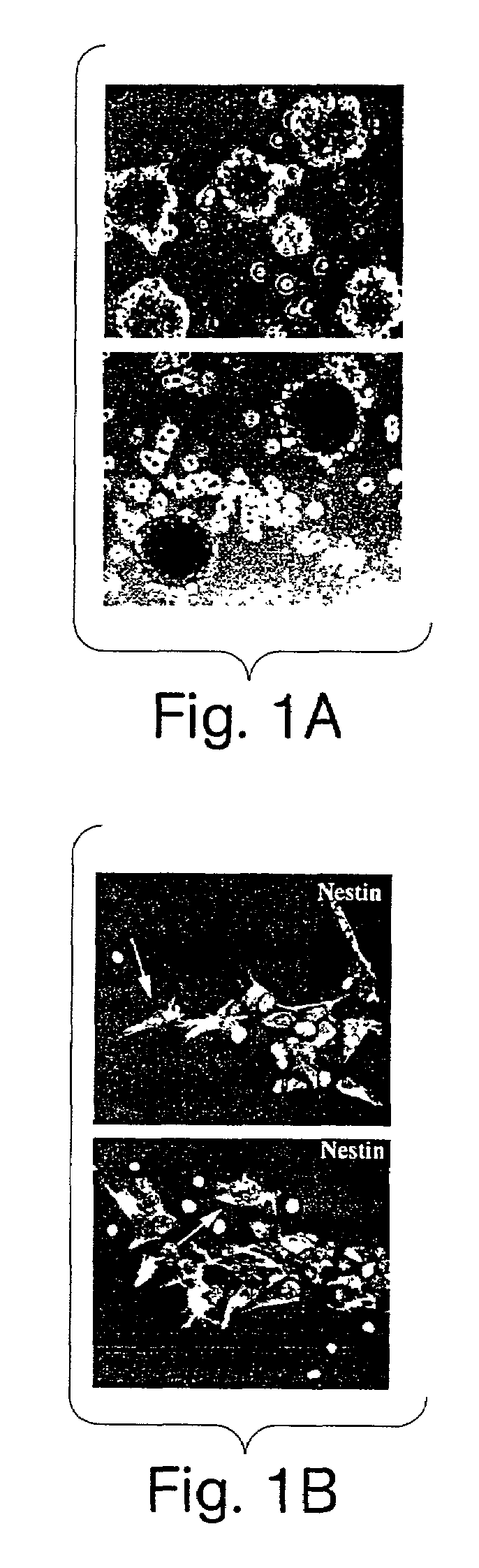 Method for preparing stem cell preparations