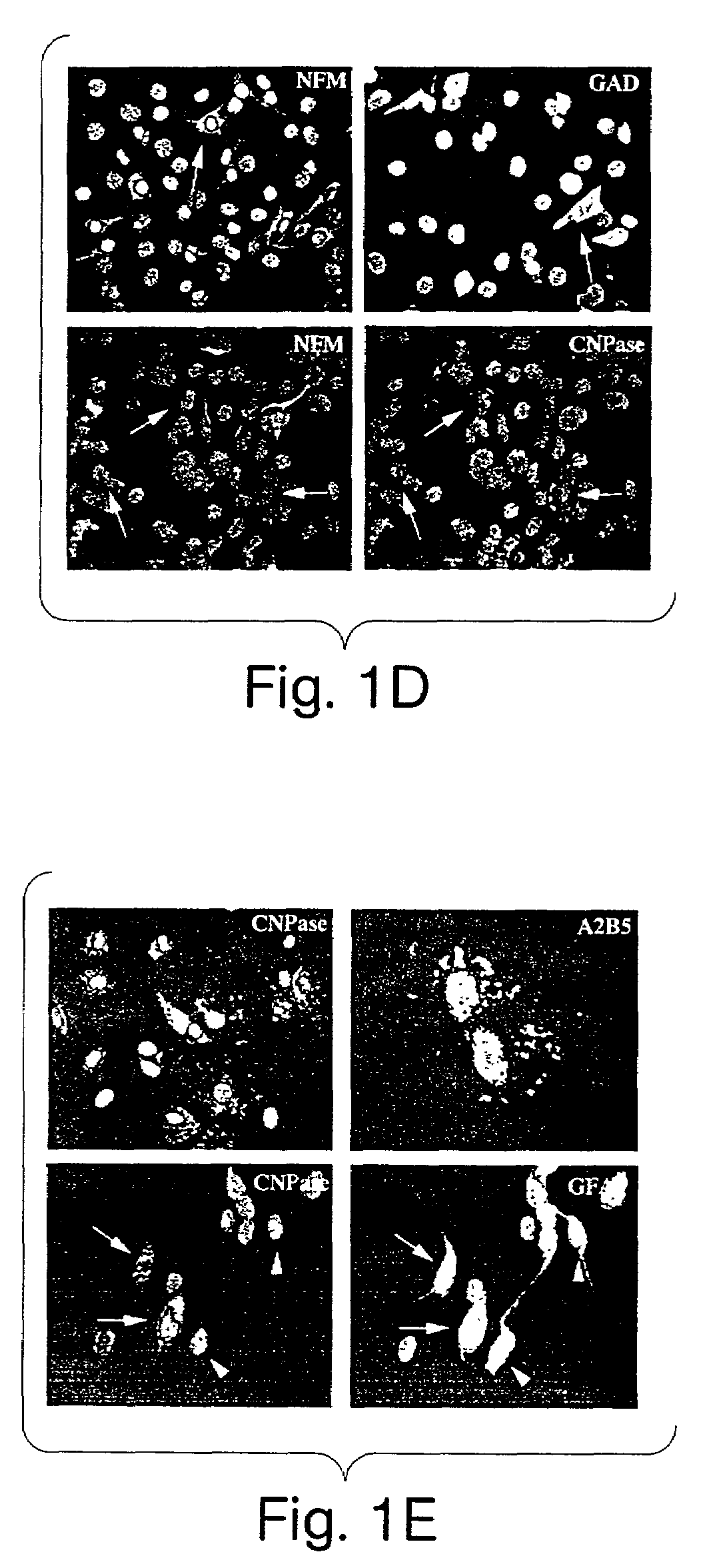 Method for preparing stem cell preparations