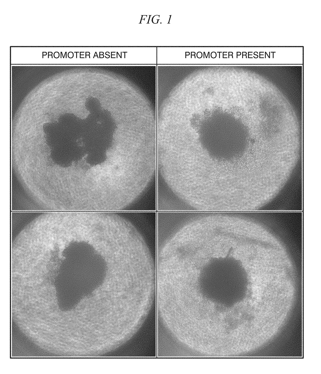 Method of promoting spheroid formation