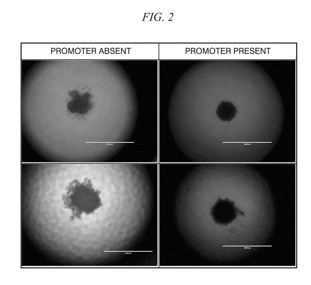 Method of promoting spheroid formation