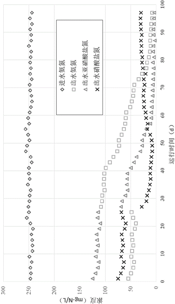 Culture apparatus and method for complete autotrophic nitrogen removal granule sludge