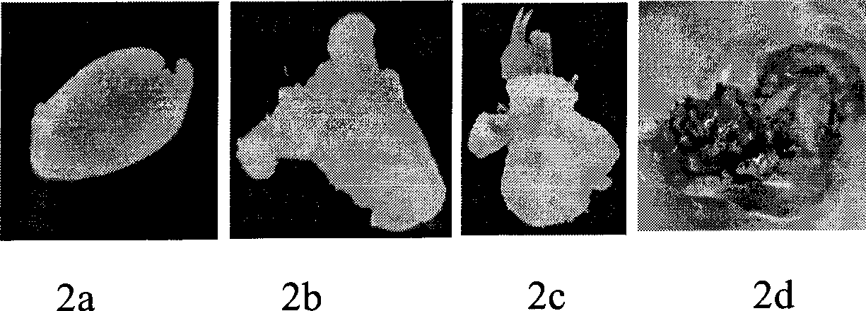 Agrobacterium-mediated genetic transformation method with peanut seed domant bud hypocotyl as explant