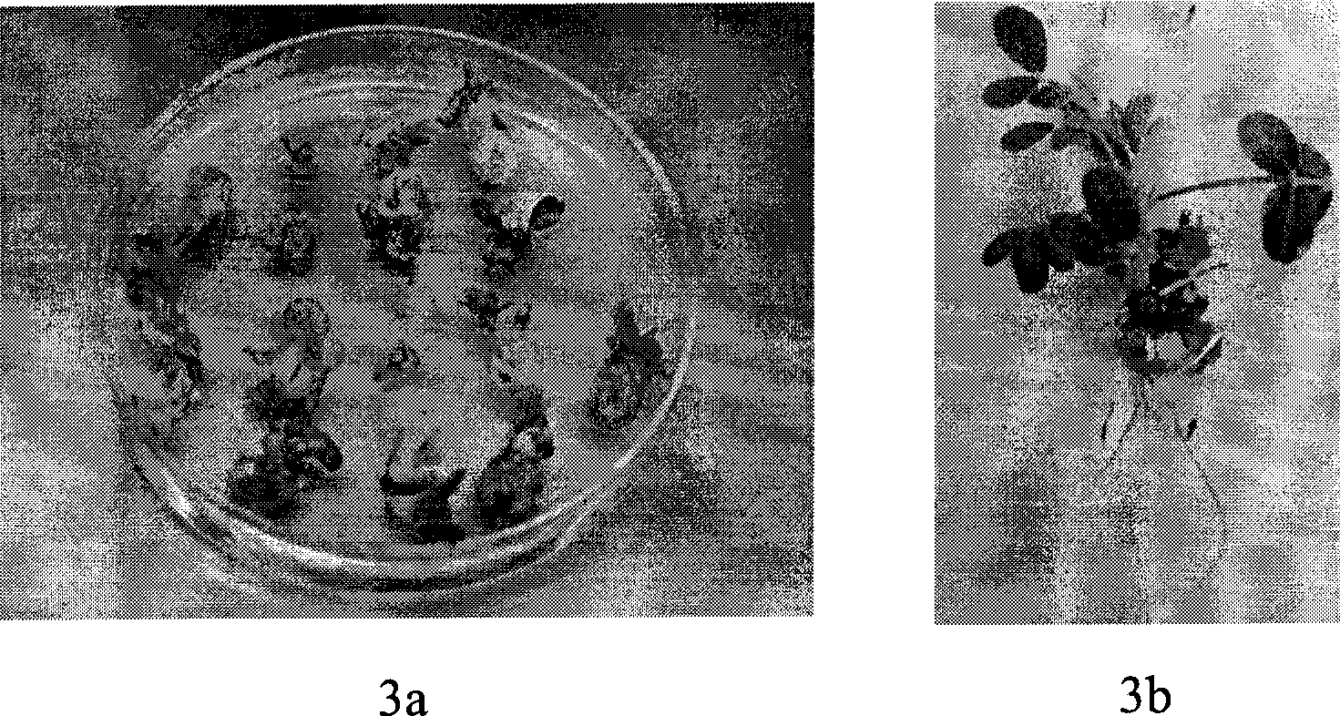 Agrobacterium-mediated genetic transformation method with peanut seed domant bud hypocotyl as explant