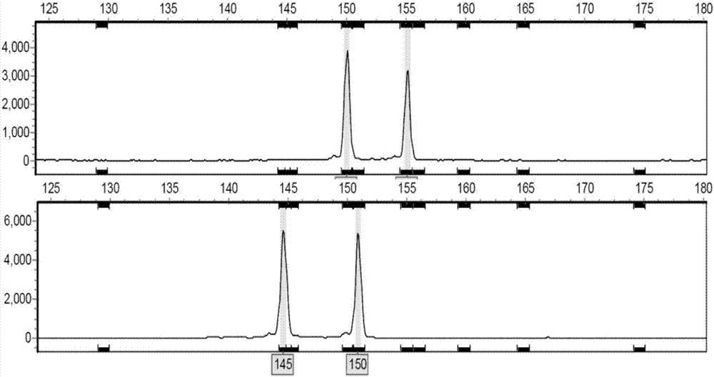 Method of identifying varieties of robinia pseudoacacia based on fluorescent SSR finger-prints of capillary electrophoresis