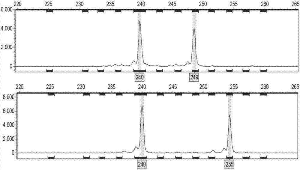 Method of identifying varieties of robinia pseudoacacia based on fluorescent SSR finger-prints of capillary electrophoresis