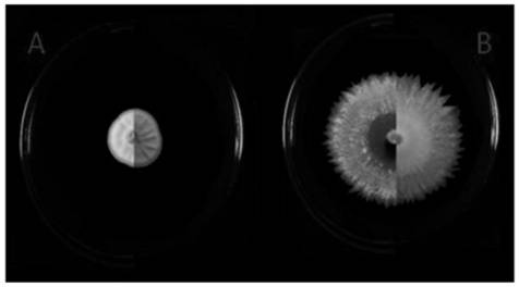 Application of a kind of pathogenic fungus, method for controlling pests and insecticide