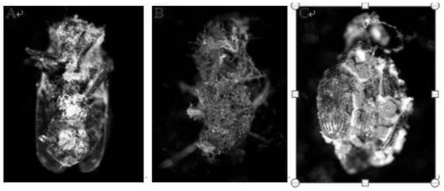 Application of a kind of pathogenic fungus, method for controlling pests and insecticide