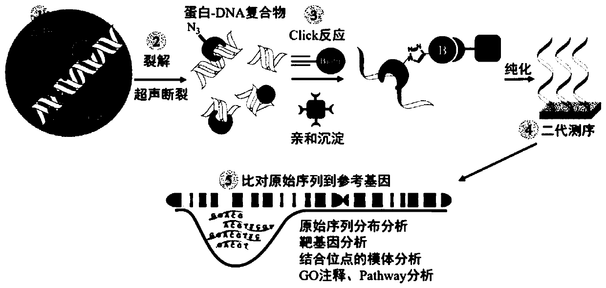 Method for obtaining O-GlcNAc modified transcription factor binding chromatin DNA sequence based on glycometabolism labeling