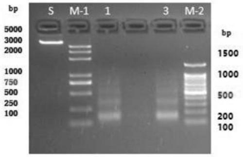 Method for obtaining O-GlcNAc modified transcription factor binding chromatin DNA sequence based on glycometabolism labeling