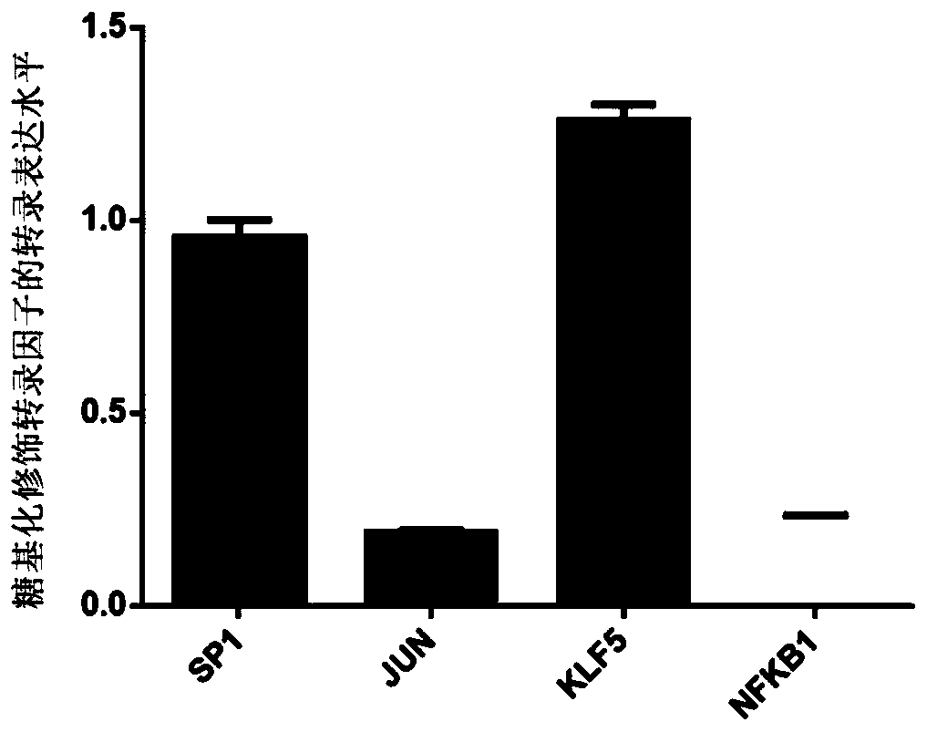 Method for obtaining O-GlcNAc modified transcription factor binding chromatin DNA sequence based on glycometabolism labeling