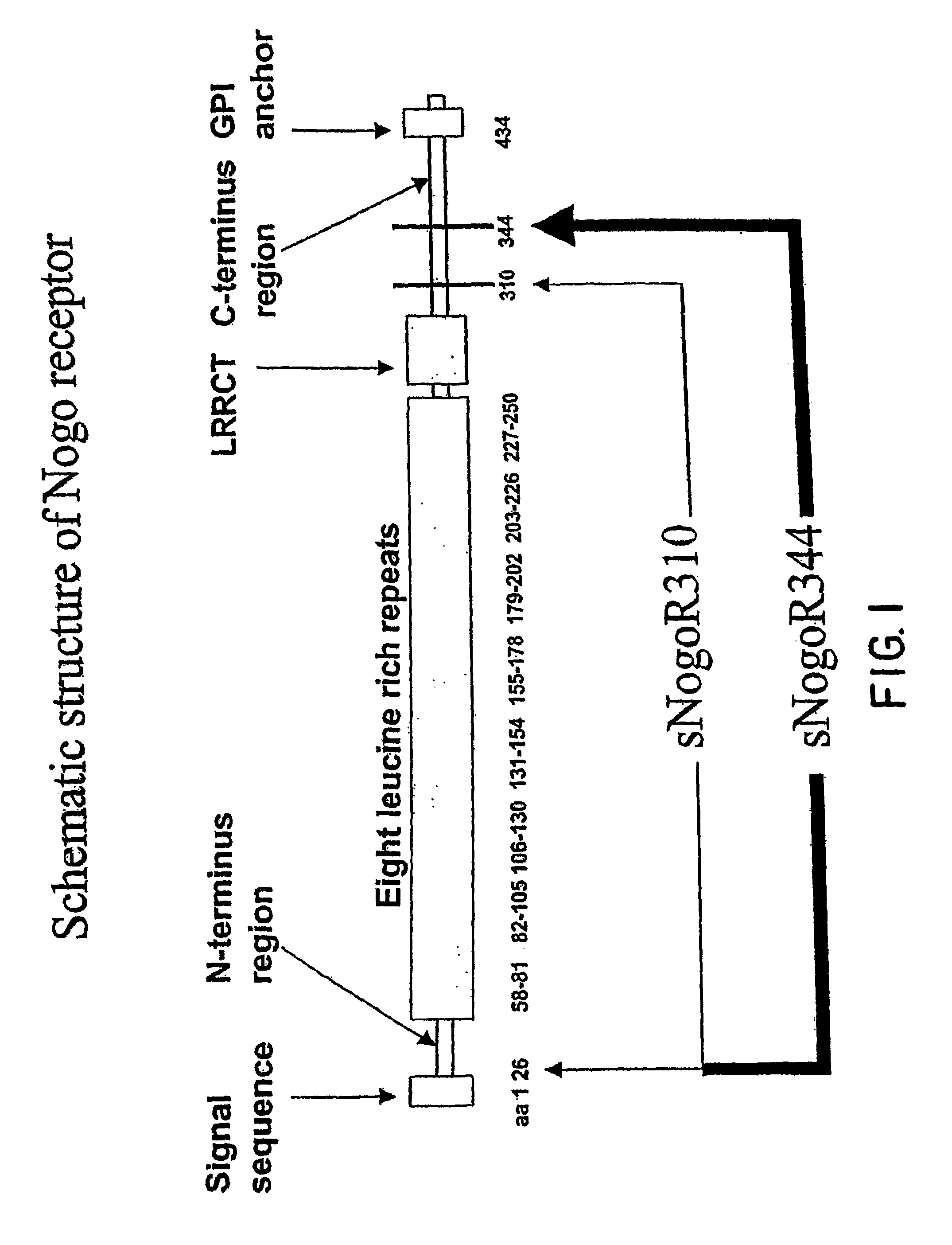 Nogo receptor antagonists