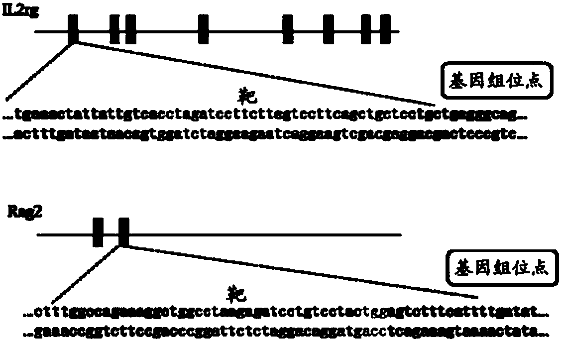 Construction and application of severe combined immunodeficiency animal model