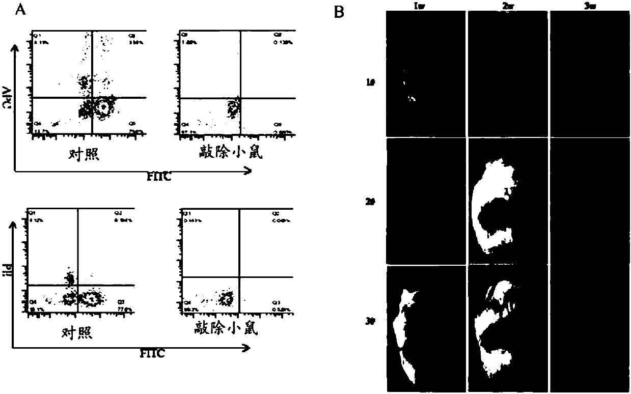 Construction and application of severe combined immunodeficiency animal model