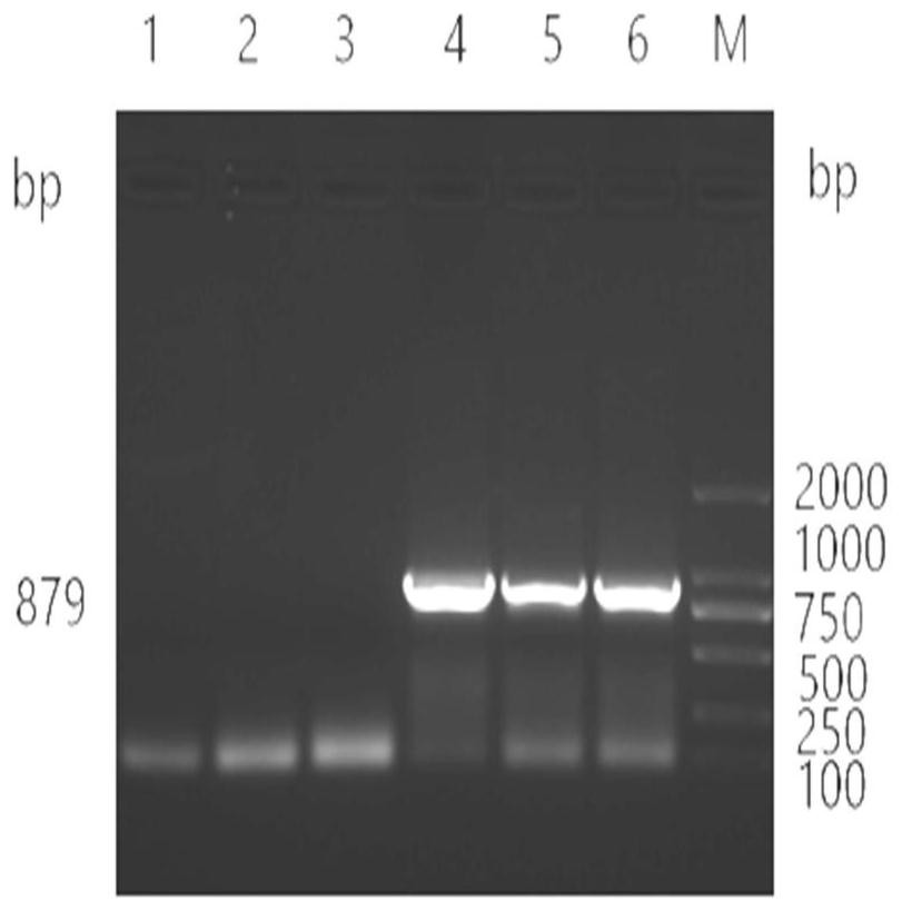 Kit for identifying brucella abortus and other brucella species