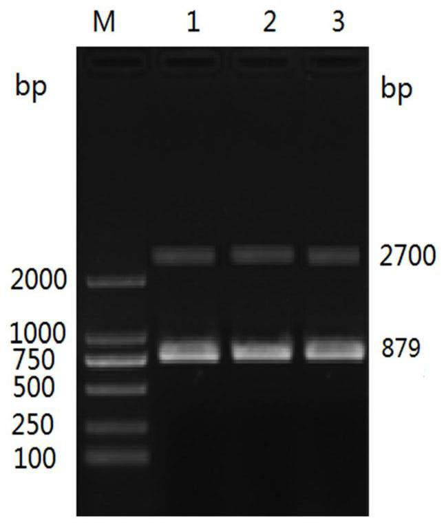 Kit for identifying brucella abortus and other brucella species