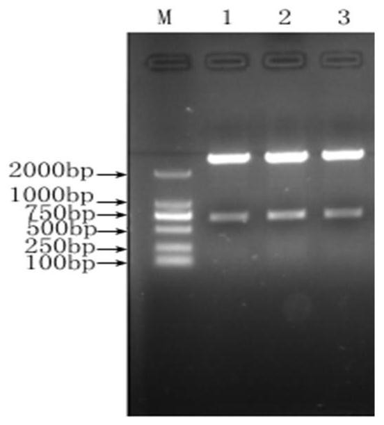 Kit for identifying brucella abortus and other brucella species