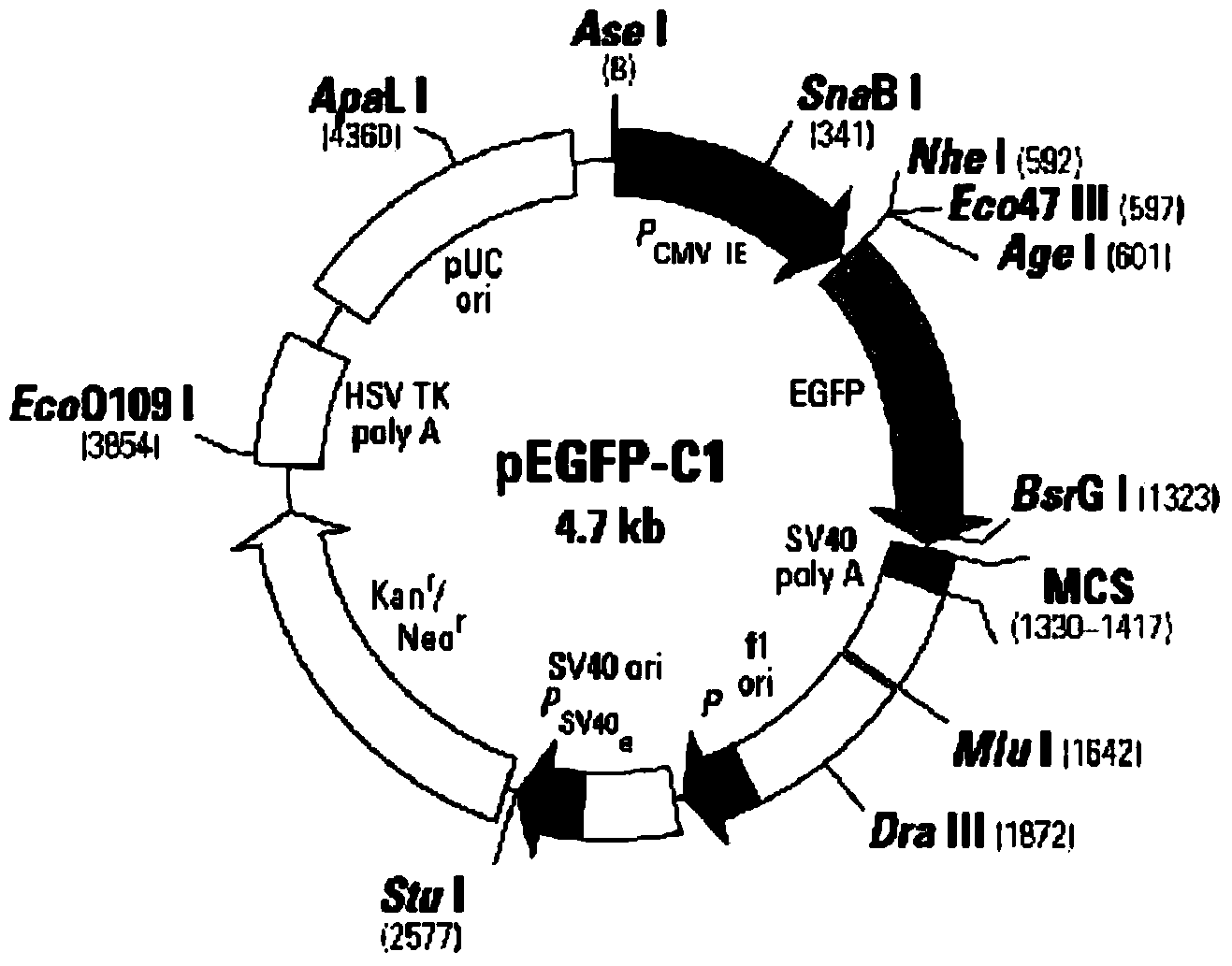 Method for facilitating in vitro multiplication of bovine skeletal muscle satellite cell