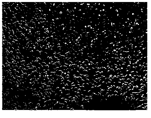 Surface-modified artificial lens with coating layer carrying drug and preparation method thereof