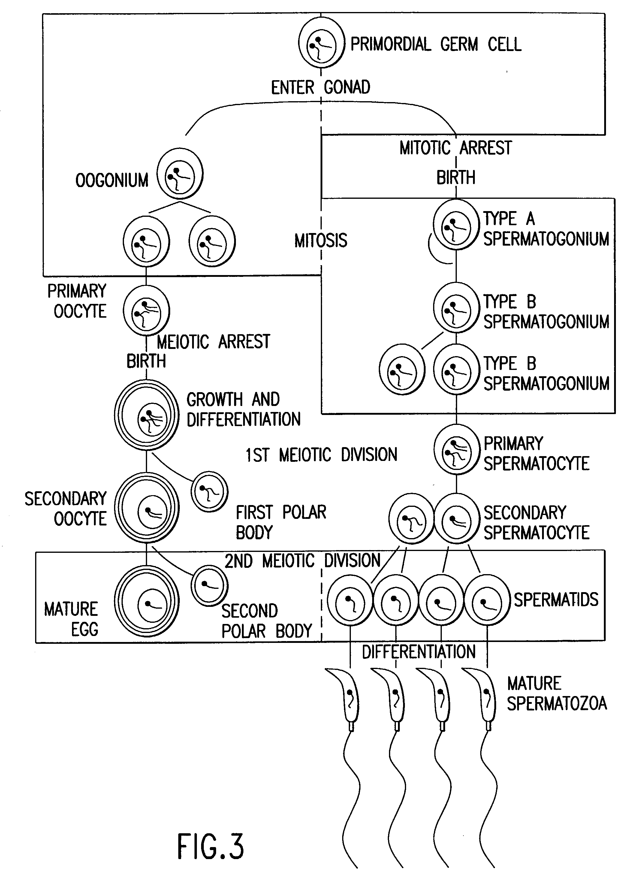 Method for producing a population of homozygous stem cells having a pre-selected immunotype and/or genotype, cells suitable for transplant derived therefrom, and materials and methods using same