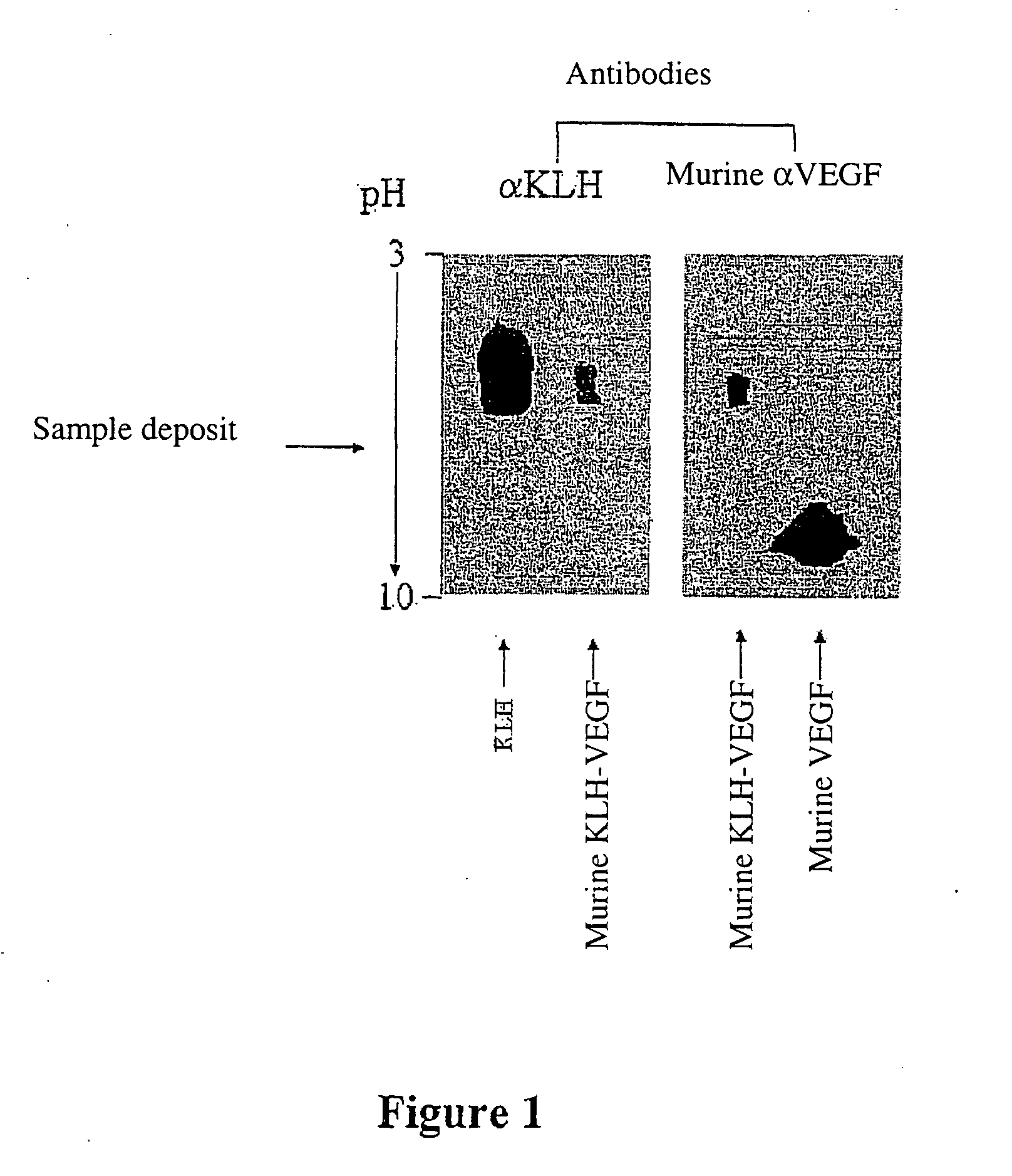 Stable immunogenic product comprising antigenic heterocomplexes