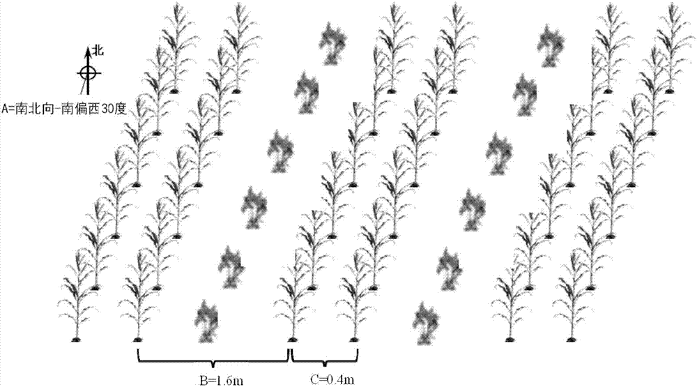 Cultivation method for intercropping of corn and pepper