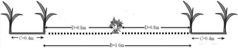 Cultivation method for intercropping of corn and pepper