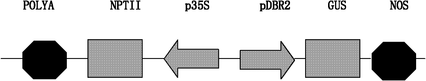 DBR2 gene promoter for specific expression in plant glandular hairs