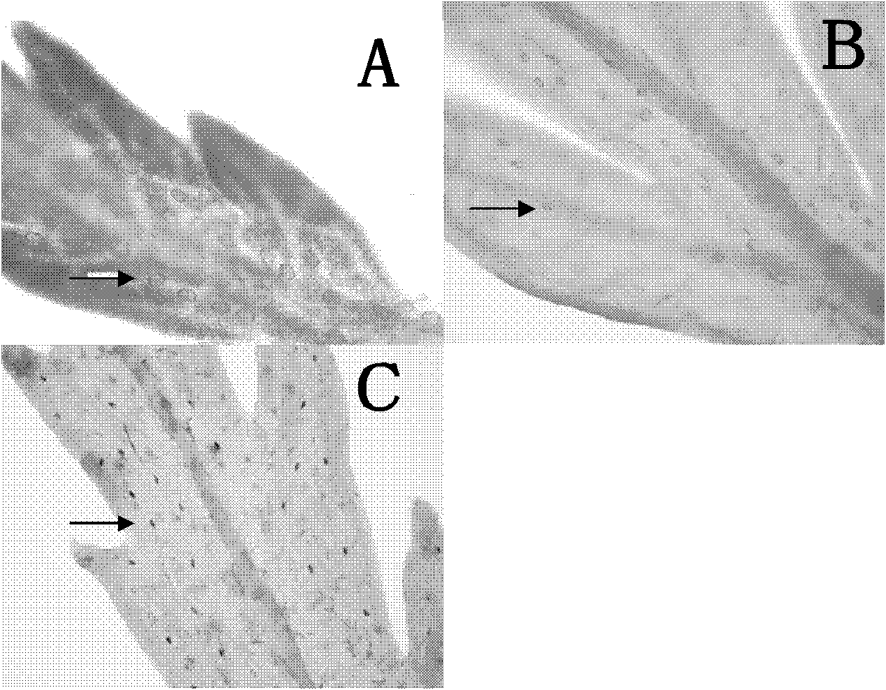 DBR2 gene promoter for specific expression in plant glandular hairs