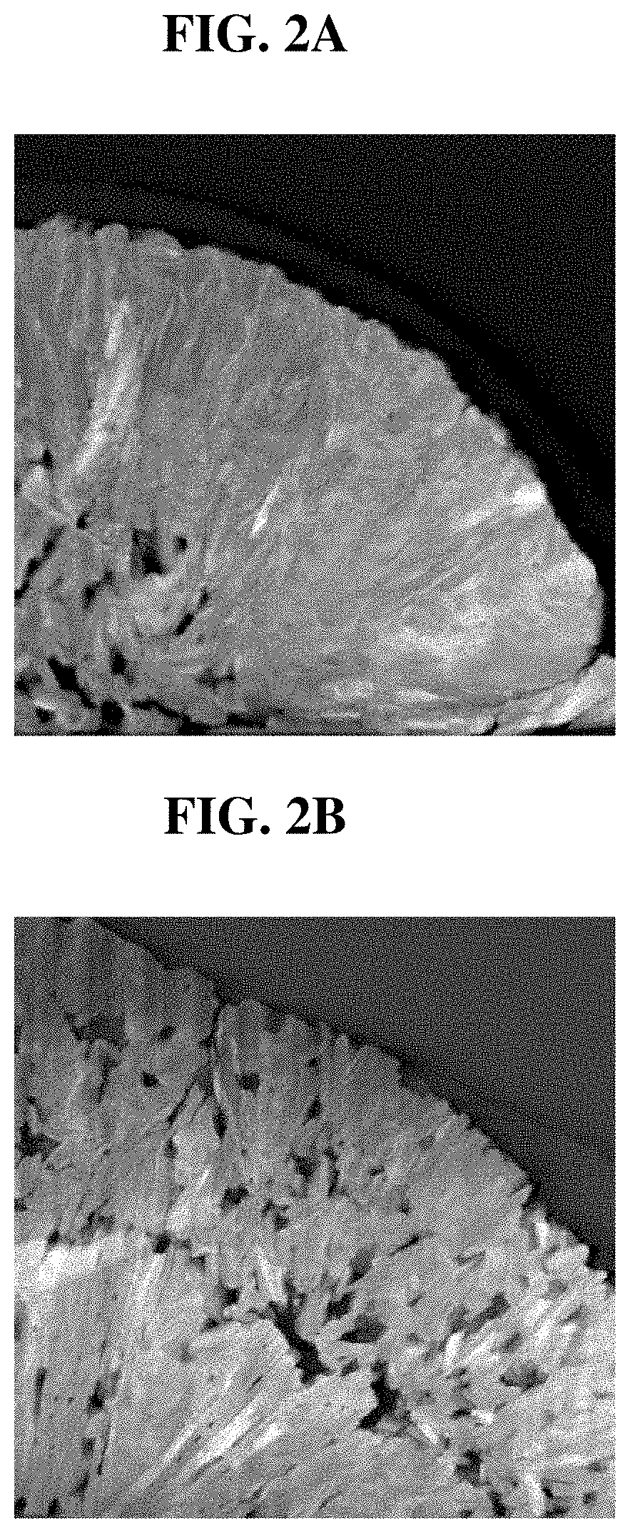 Nickel-based active material precursor for lithium secondary battery, method of preparing the same, nickel-based active material for lithium secondary battery formed therefrom, and lithium secondary battery including positive electrode including nickel-based active material