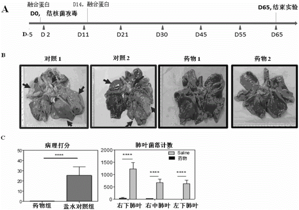 Fusion protein and its use in treatment on disease