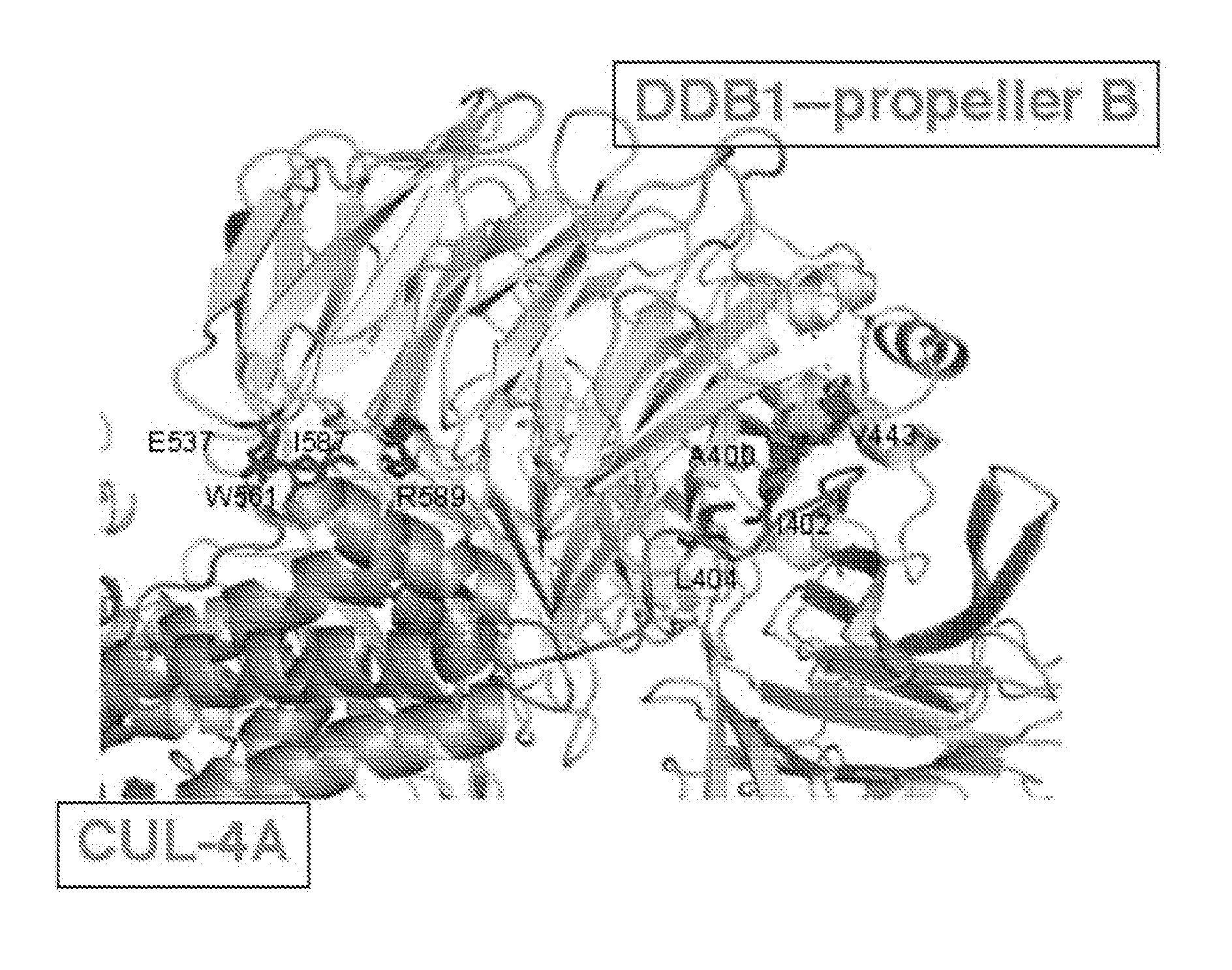 Substances and compositions for enhancing DNA repair and methods of use