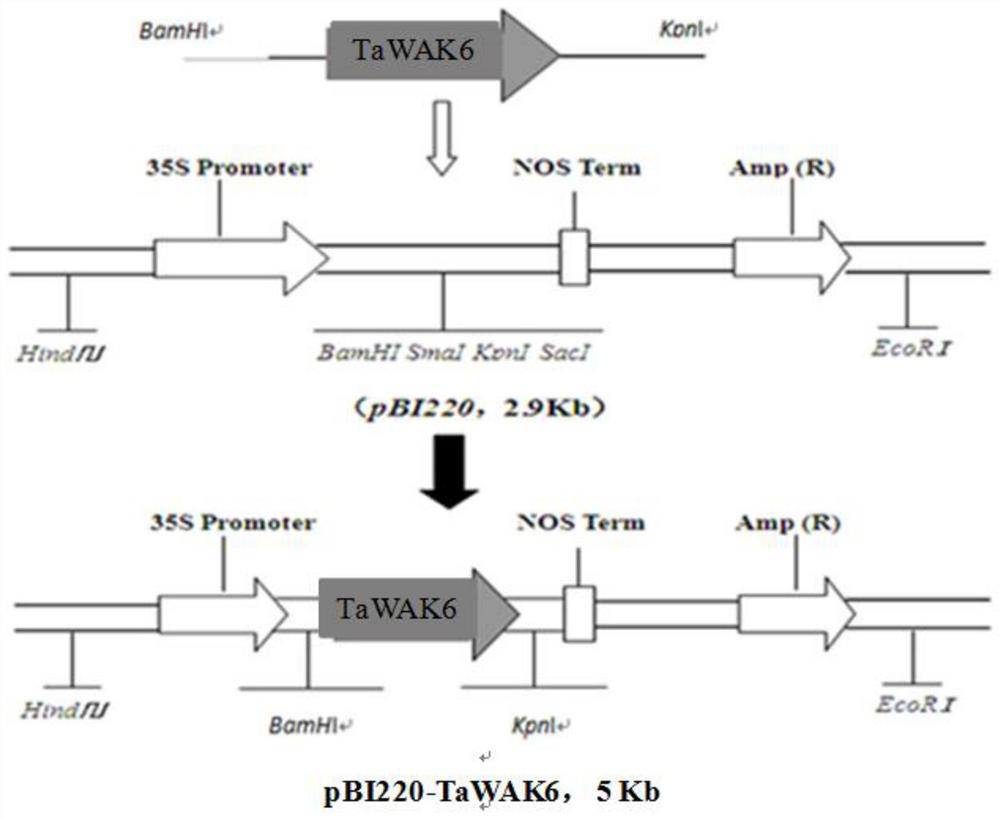 A wheat cell wall-associated receptor protein kinase gene and its expression vector and application