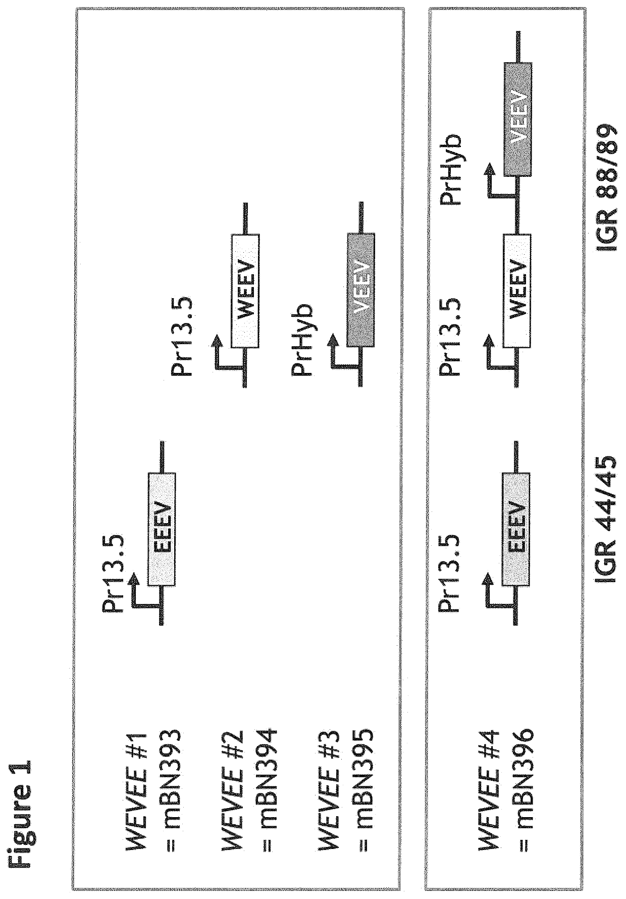 Recombinant modified vaccinia virus Ankara (MVA) equine encephalitis virus vaccine