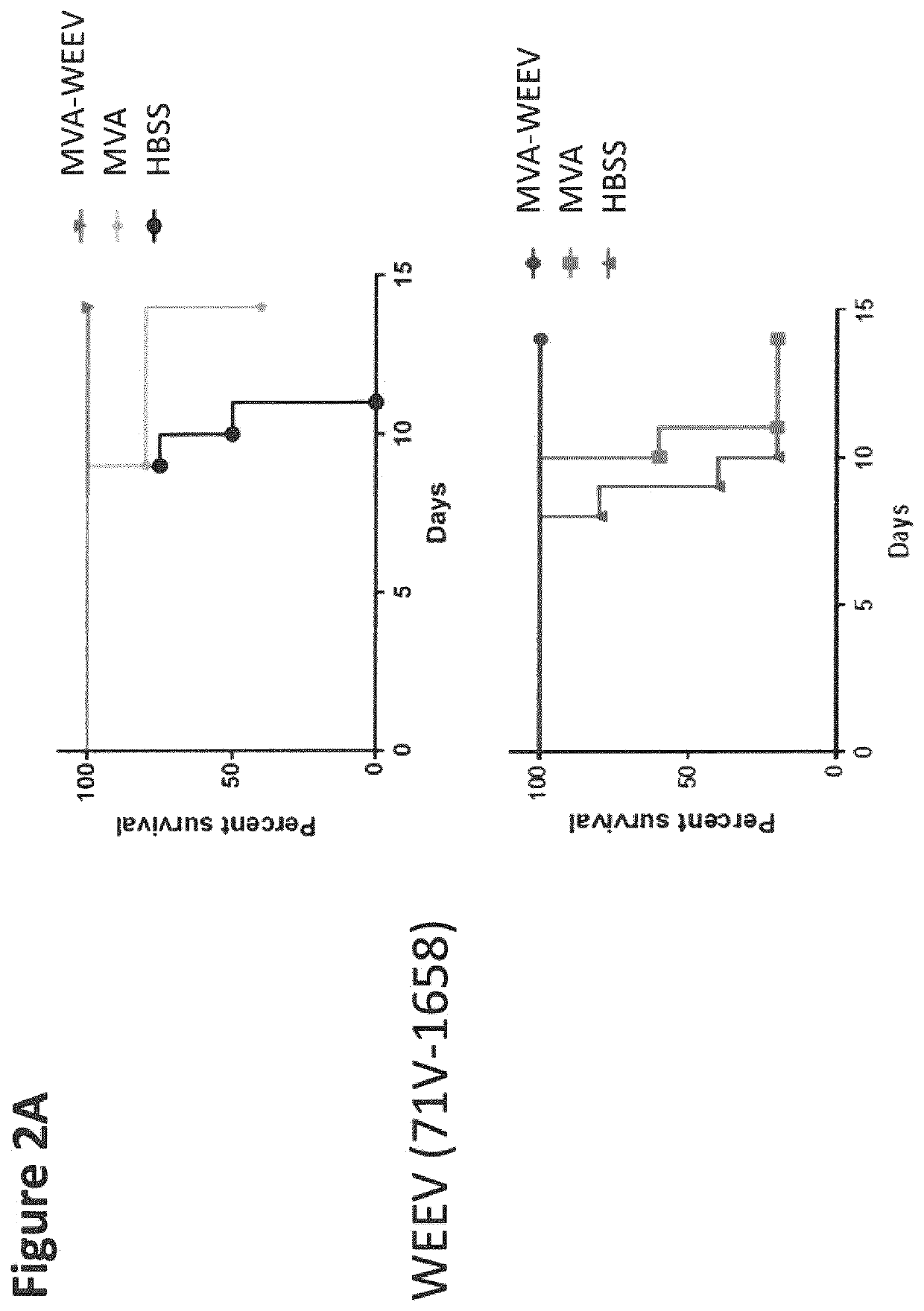 Recombinant modified vaccinia virus Ankara (MVA) equine encephalitis virus vaccine