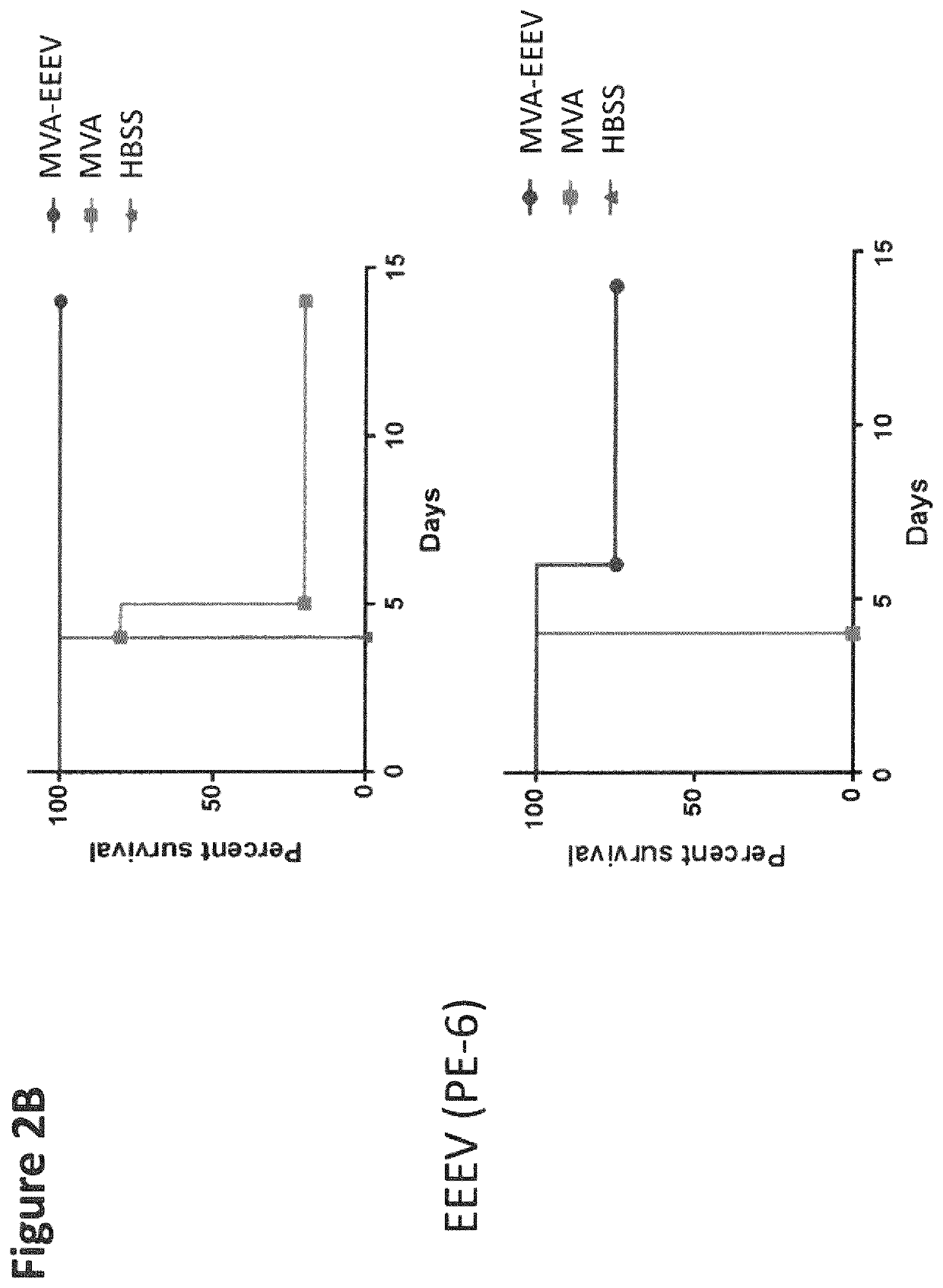 Recombinant modified vaccinia virus Ankara (MVA) equine encephalitis virus vaccine