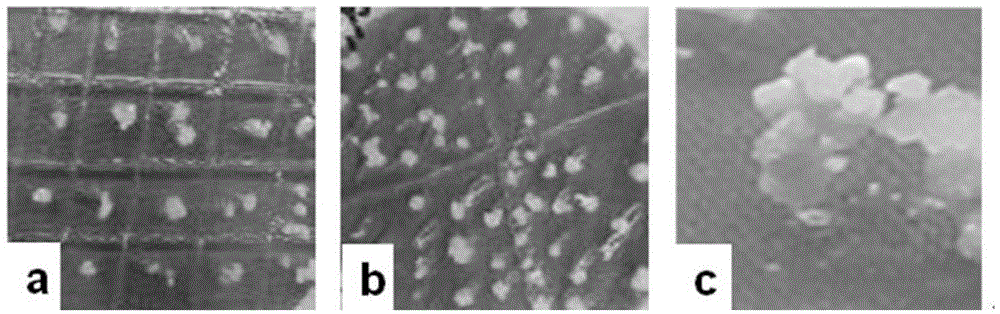 Method for creating high-frequency regeneration system of zoysia japonica