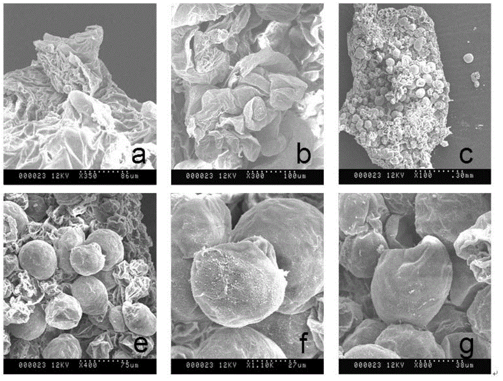 Method for creating high-frequency regeneration system of zoysia japonica