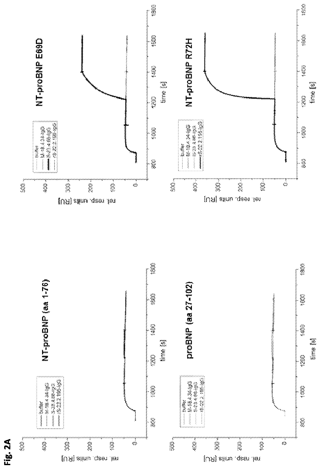 Antibodies recognizing genetic variants of NT-proBNP