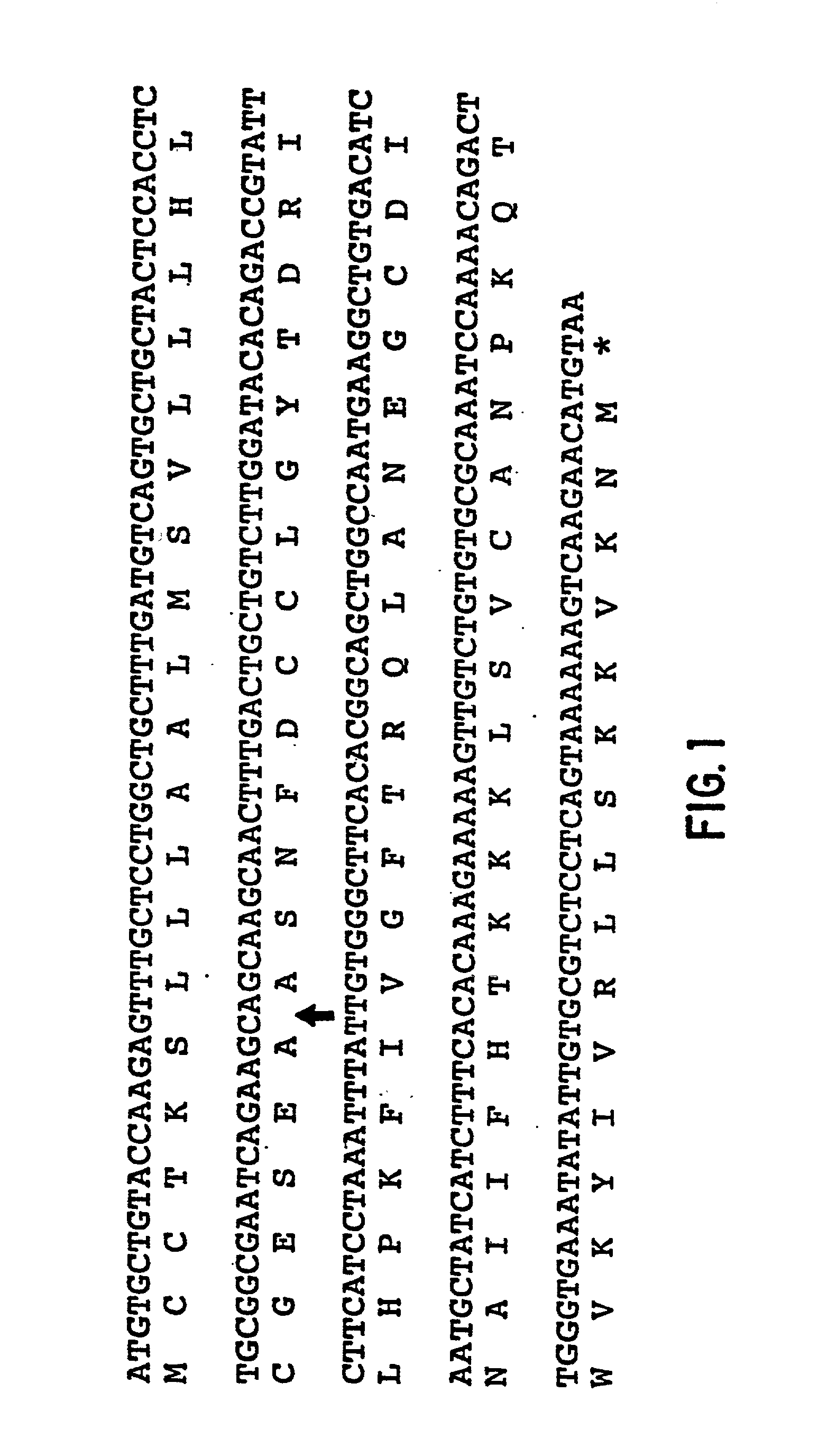 Human chemokine beta-10 mutant polypeptides