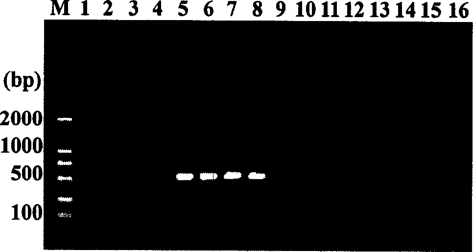 Primer and method for rapid molecular detection of eelworm