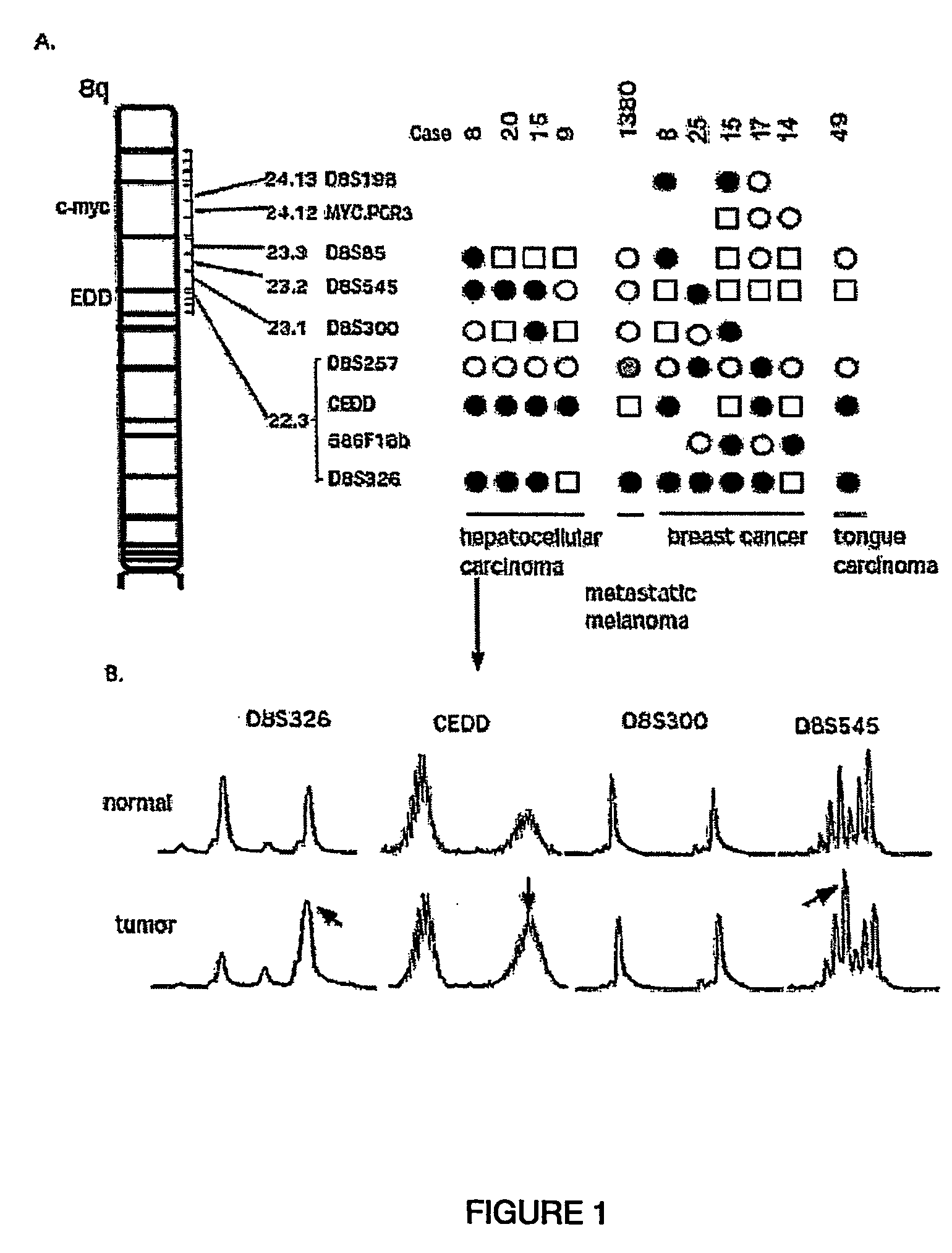 Novel diagnostic and therapeutic methods and reagents therefor