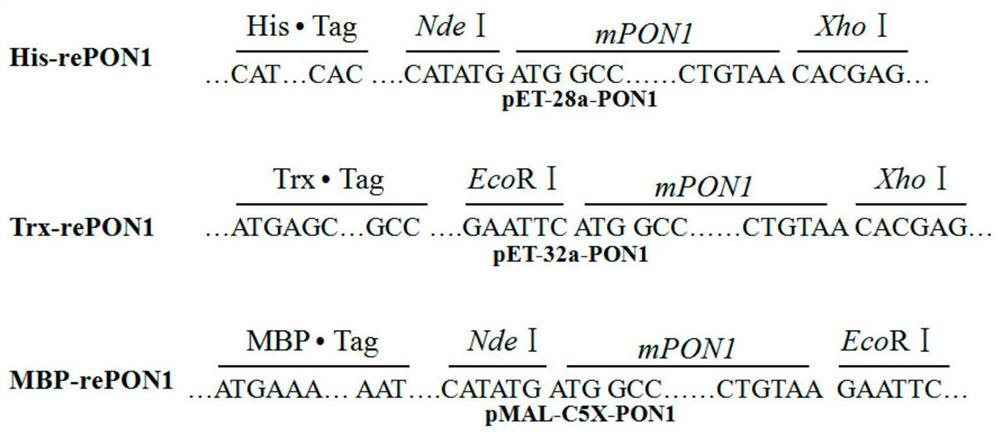 Rabbit-derived paraoxonase 1 mutant and recombinant expression method thereof