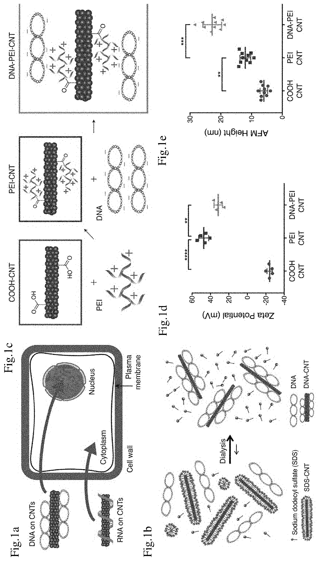 Mature Plant Transfection Using Carbon Nanotubes