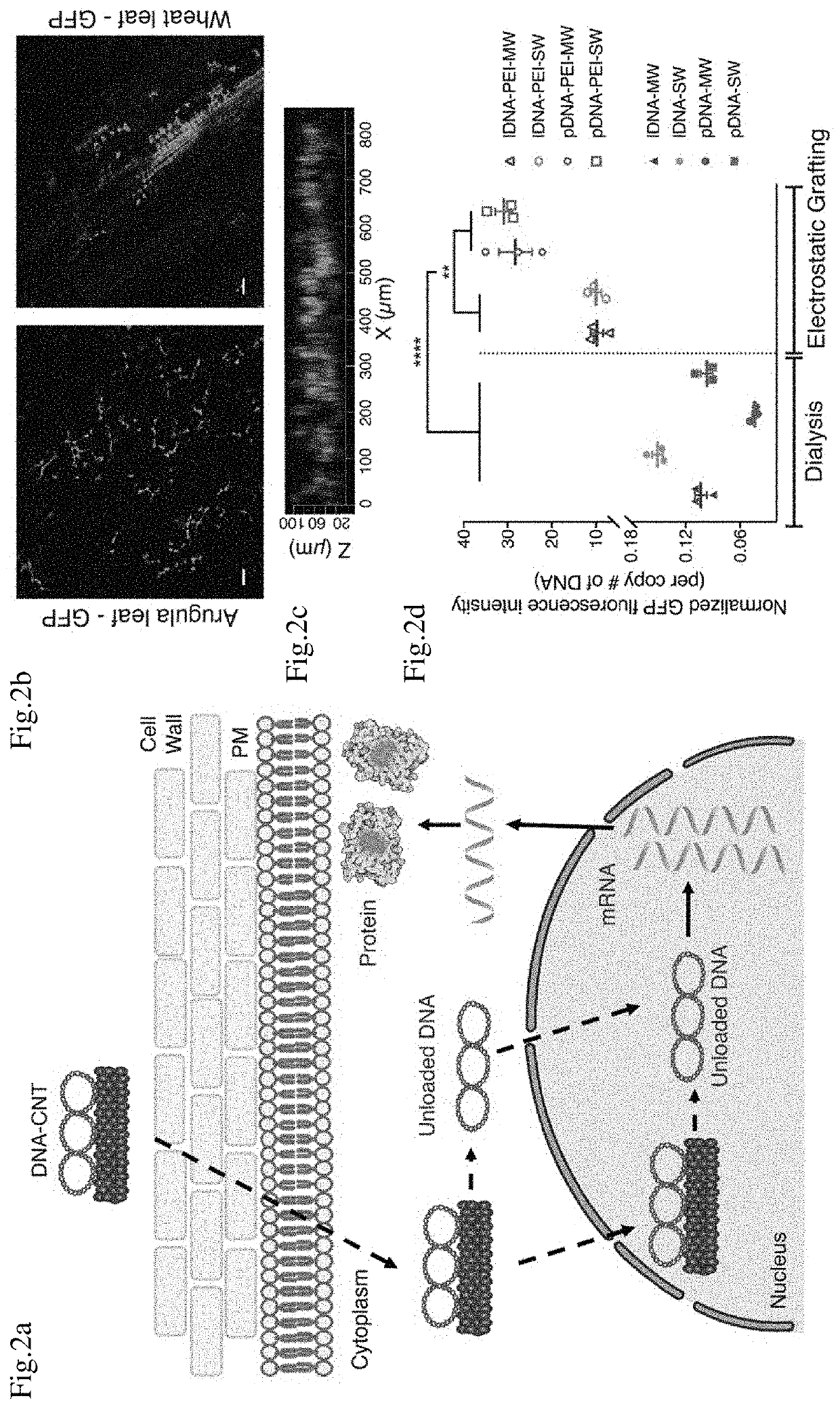 Mature Plant Transfection Using Carbon Nanotubes