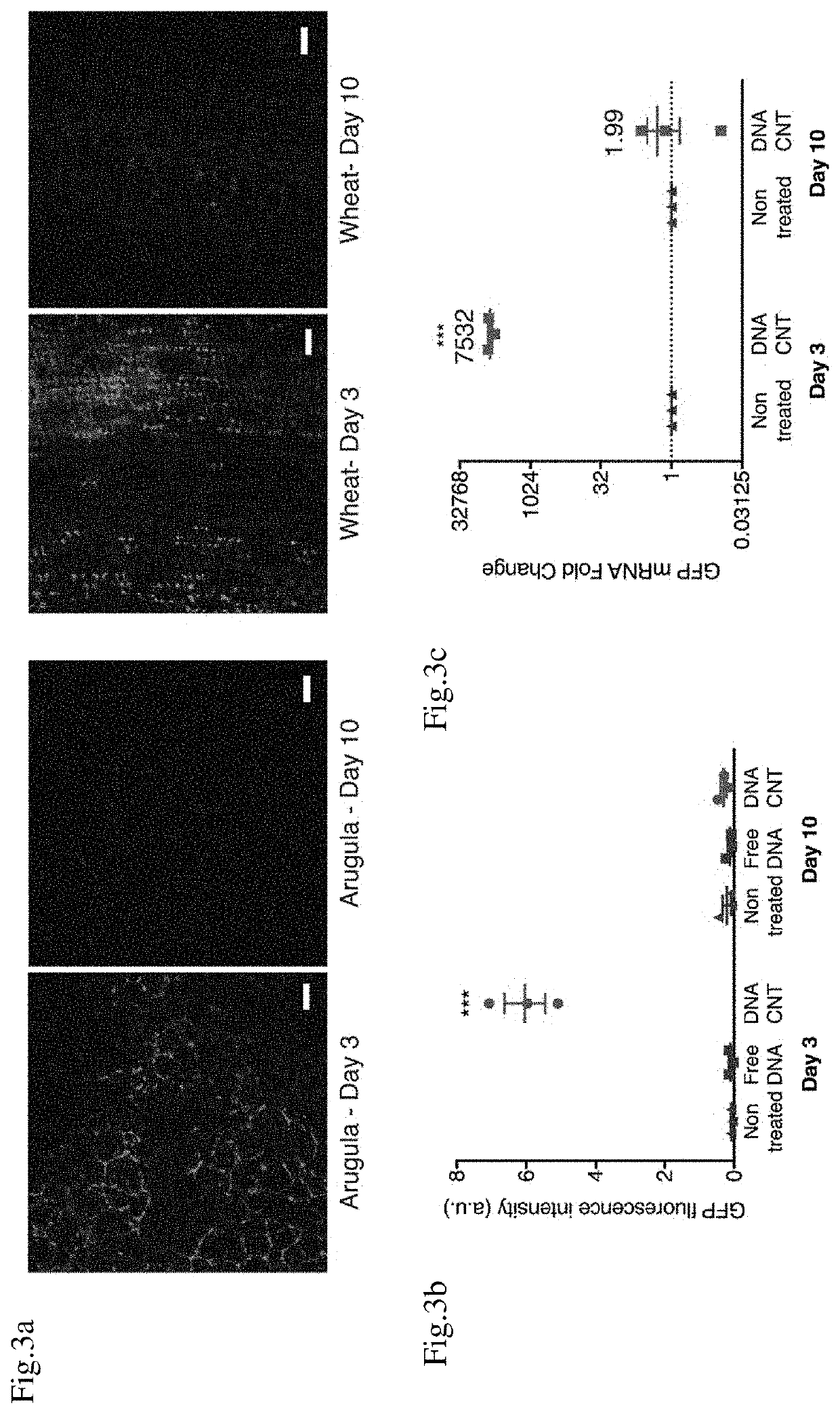 Mature Plant Transfection Using Carbon Nanotubes