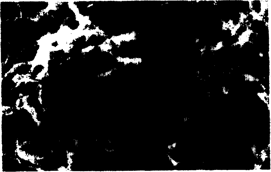 Method for preparing carbon nano-tube/poly L-cysteine composite modified glassy carbon electrode