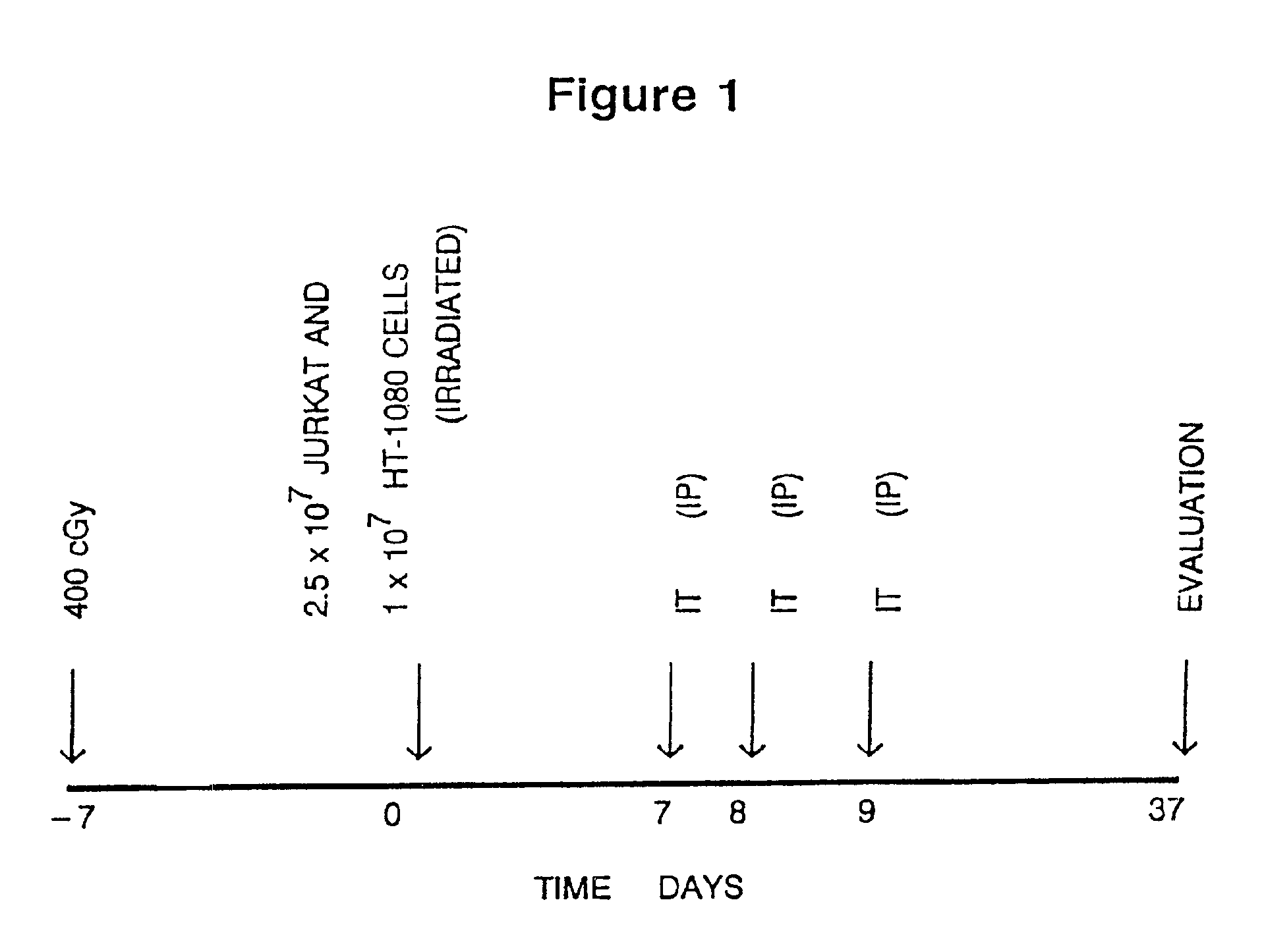 Methods of inducing immune tolerance using immunotoxins